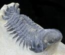 Crotalocephalina Trilobite - Foum Zguid, Morocco #25821-2
